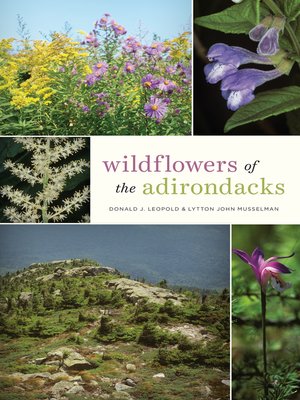 cover image of Wildflowers of the Adirondacks